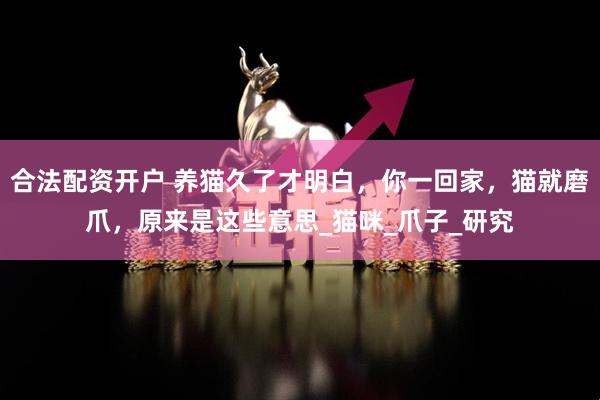 合法配资开户 养猫久了才明白，你一回家，猫就磨爪，原来是这些意思_猫咪_爪子_研究