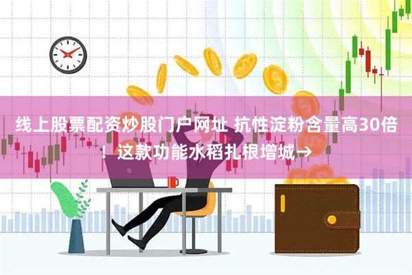 线上股票配资炒股门户网址 抗性淀粉含量高30倍！这款功能水稻扎根增城→